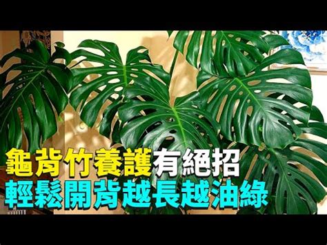 龜背芋適合放室內嗎|森林系的終極祕密：龜背芋能放房間嗎？室內植物打造自然綠意指。